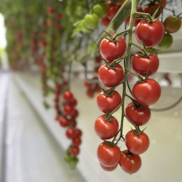 Small tomato